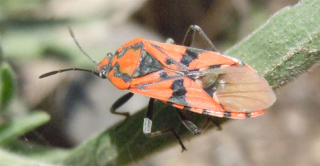 Lygaeidae: Spilostethus pandurus della Campania (NA)